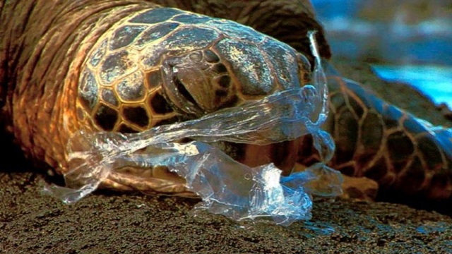 Let's Hope We Don't Have to Pull a Straw Out of a Turtle's Nose